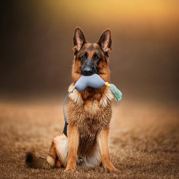 How to Read a Pet Food Label