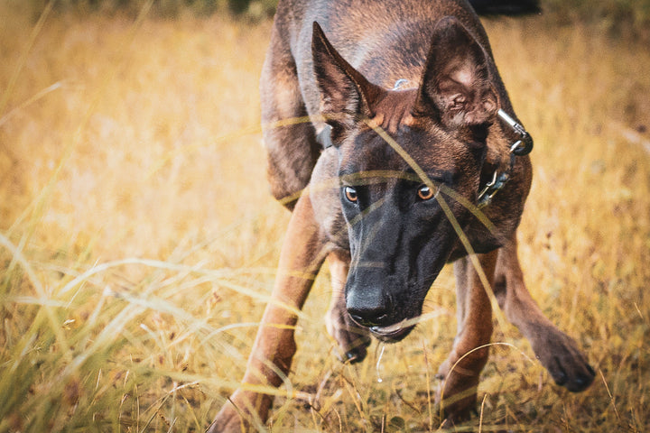 Why Proactive Musculoskeletal Support Matters for Working Dogs