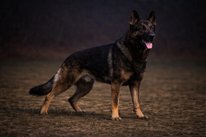 Performance Support for Working Dogs — Beyond the Joint Supplement