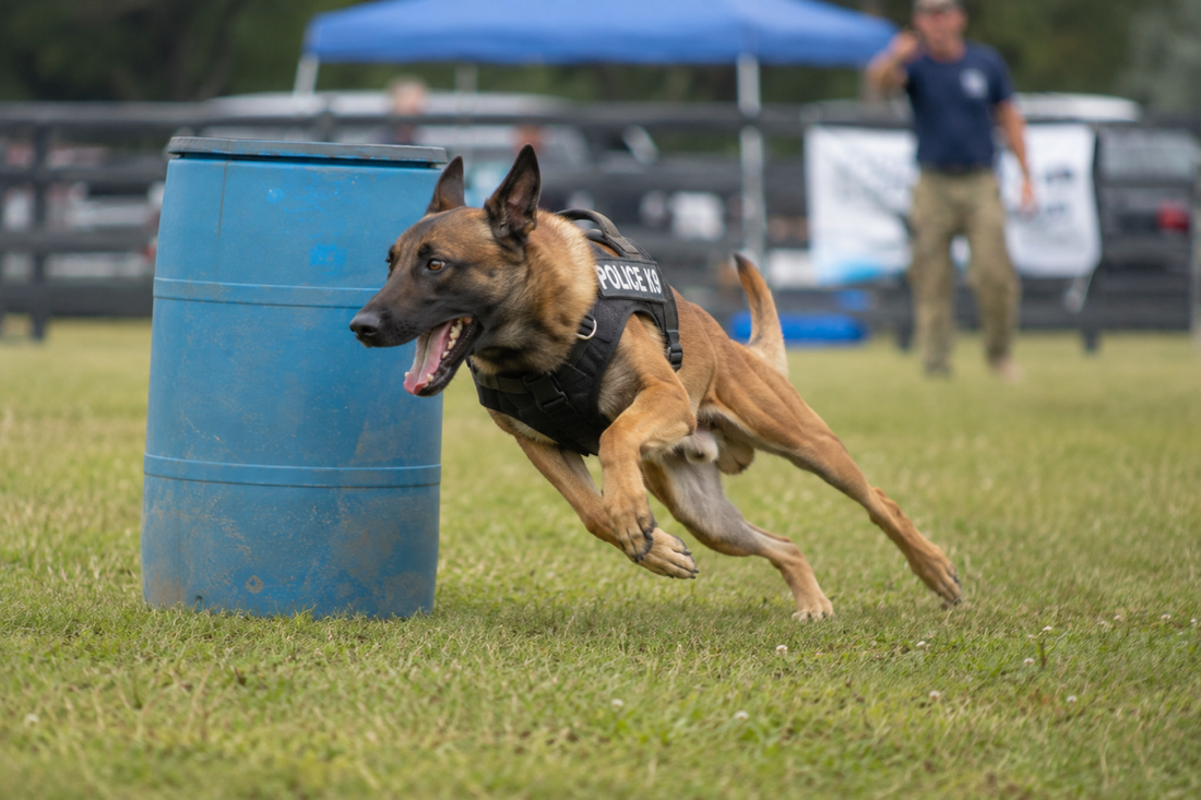 Common Injuries in Working Dogs and how to Mitigate Risks