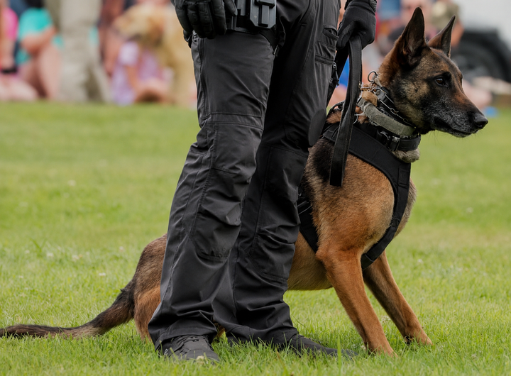 Performance Support for Working Dogs — Beyond the Joint Supplement