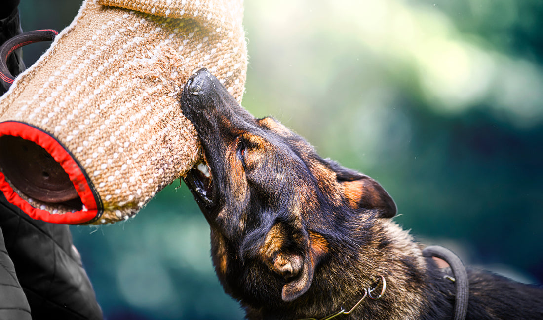 Operational Pain Points:  When Working Dogs Do Not Receive Structured Maintenance & Recovery Support