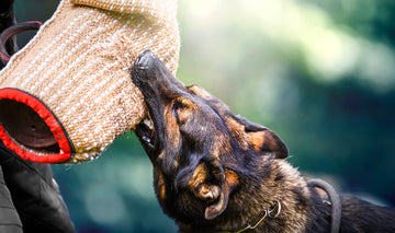 Common Injuries in Working Dogs and how to Mitigate Risks