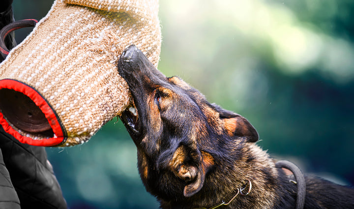 Operational Pain Points:  When Working Dogs Do Not Receive Structured Maintenance & Recovery Support