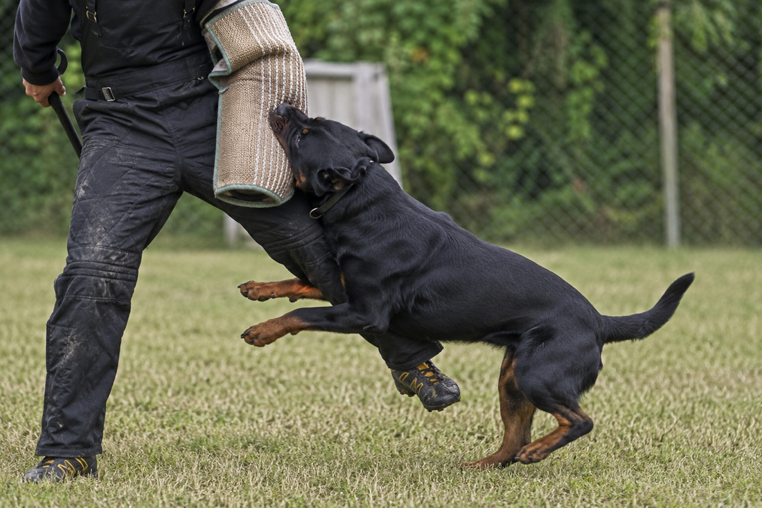 Why Joint Supplements Alone Don’t Fully Support the Working Dog