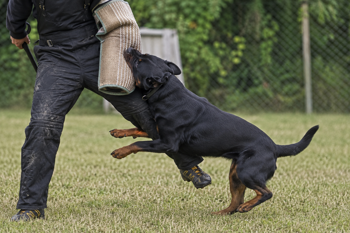 Why Joint Supplements Alone Don’t Fully Support the Working Dog